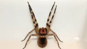 entre-2019-e-2023-foram-notificados-no-brasil-23868-casos-de-picadas-causadas-pela-aranha-armadeira-com-13-mortes-1710780889290_v2_750x421.png-300x168 Ereção prolongada de até 4h pode ser causada por picada de aranha brasileira